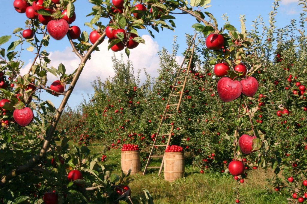 Äpfel in Herzform hängen an Bäumen auf einer Plantage